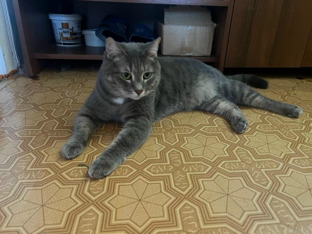 Кот ищет себе хороших хозяев., кот кастрированный. 7 лет...