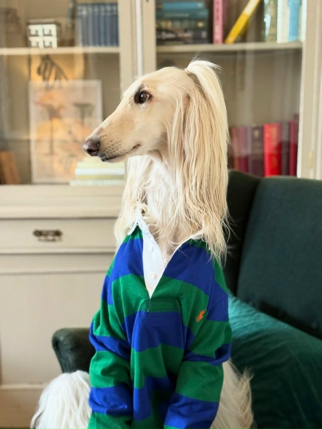 Собака с длинной шелковой шерстью и аристократичным в?...