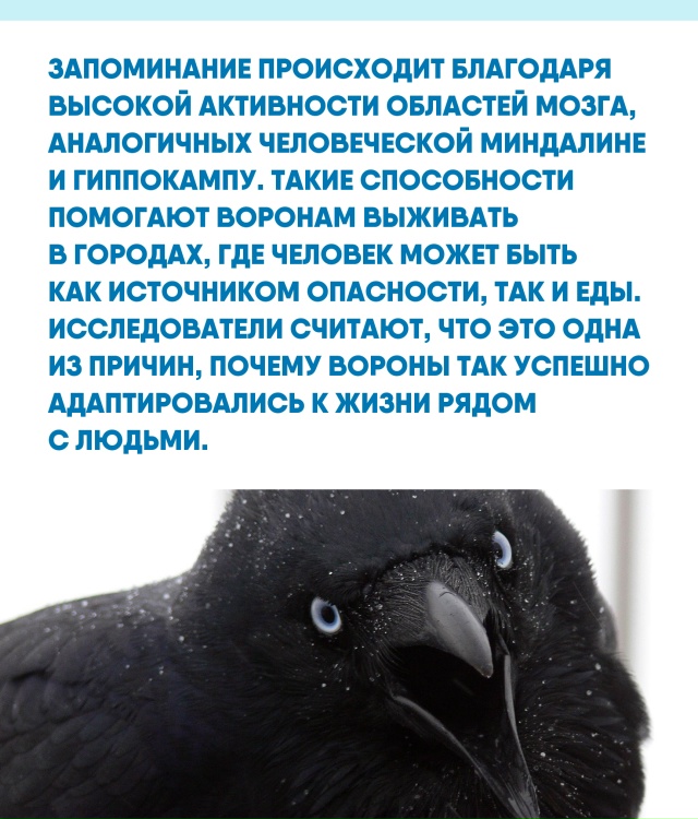 Мы привыкли считать, что память — это человеческое пре...