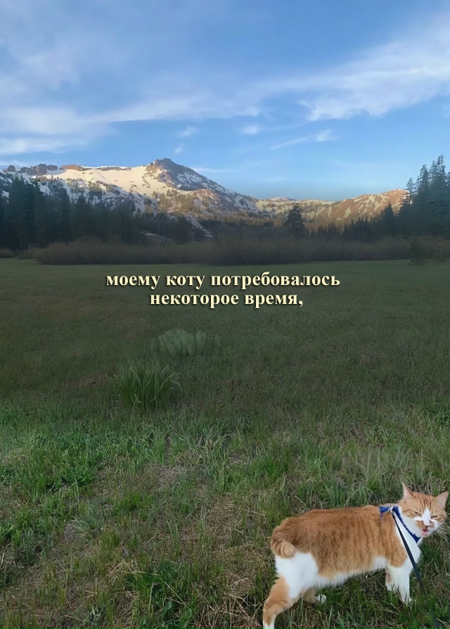 Котики они такие)