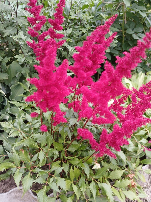 В наличии🌸
Фото саженцев по запросу🌸