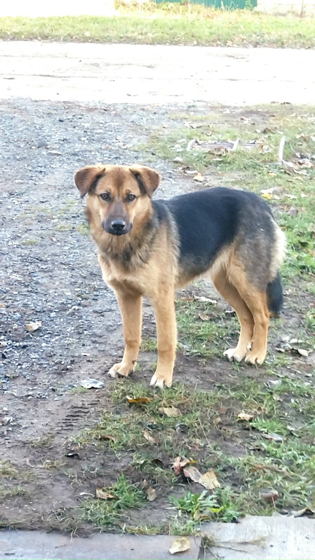 Милая, добрая Дуся, ей около года, ищет доброго отзывчи?...