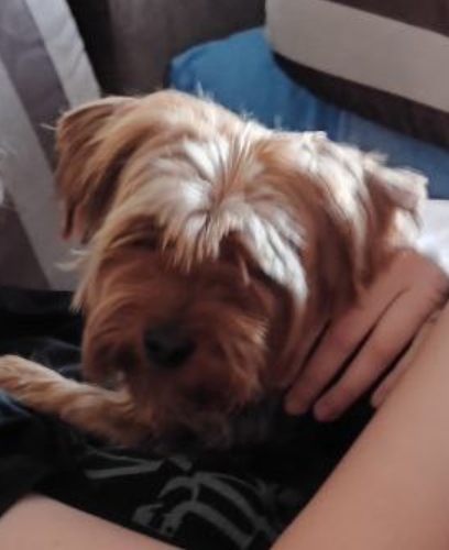 Помогите найти друга!!! 2 октября пропала собака йоркши?...