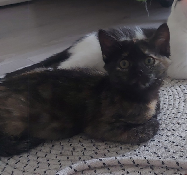 🐾 Три котёнка ищут дом! 🐾
Друзья, перед вами тройка о?...