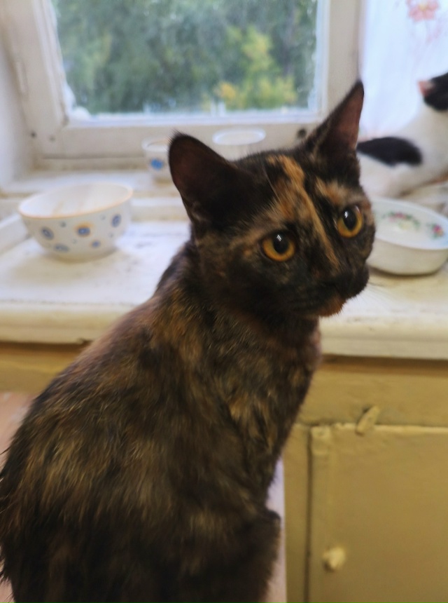 Пропала кошка в районе ул.Мира д.13!!!! Кошка домашняя, ул?...