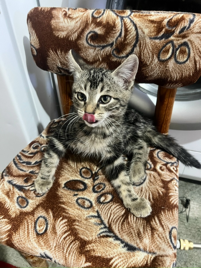 Срочно котята ищут дом девочка и мальчик 1 месяц им оче...