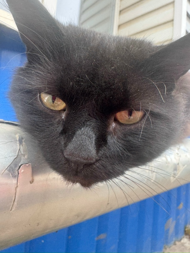 Пожалуйста помогите ?
Котик около железнодорожной а...