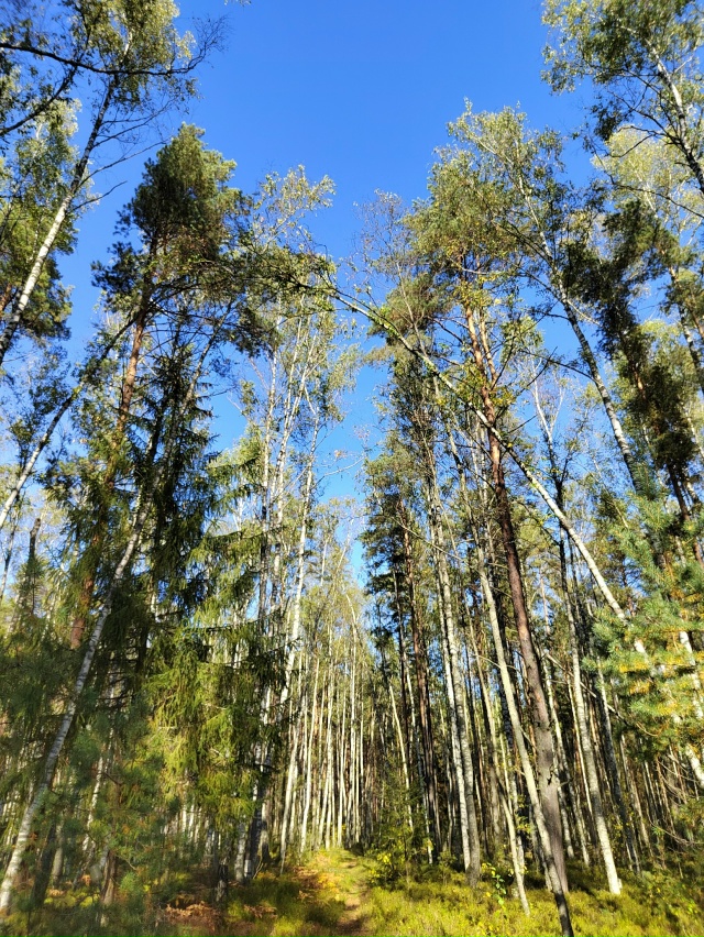 Лесная сказка ❤️
📍г. Рыбинск.
