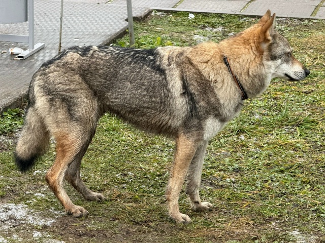 В районе газоперекачки бегает чей-то пёс, видно что дом...