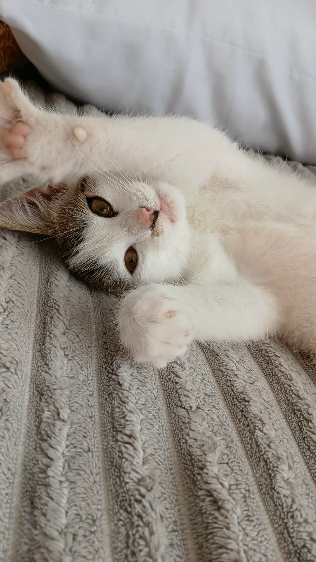 Несколько дней назад нам подбросили кошечку. Малышка с...