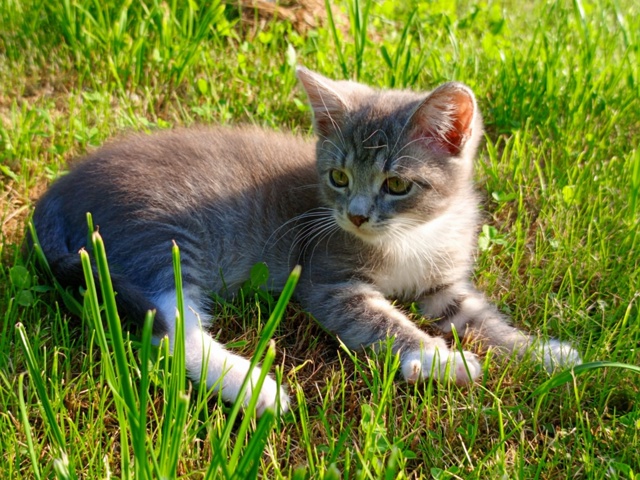 Котенок по имени Цезарь ищет дом, ловит мышей, отец вис...