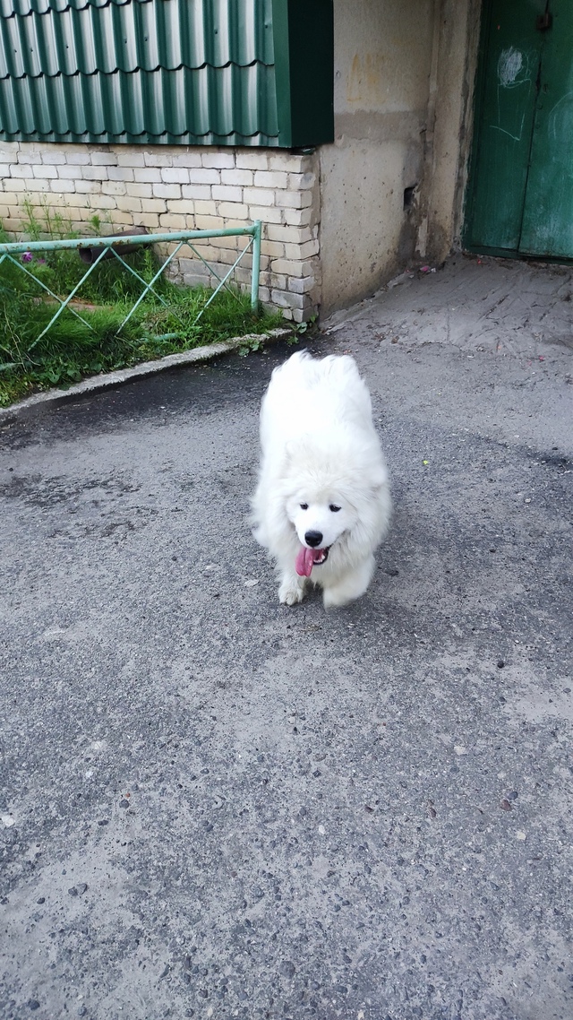 Здравствуйте. Вот такой красавец бегает по ул Лизы Чай?...