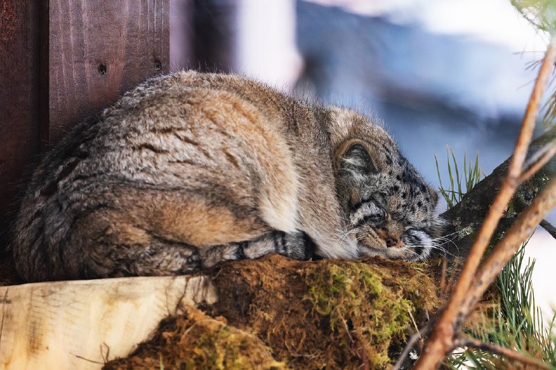Манул Борис из красноярского зоопарка закончил осеннюю зажировку и отъелся до нужных 6 кг:
Последние