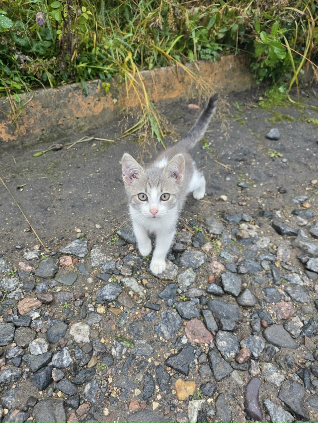 Возле пятиэтажного дома на Февральской 40
живут трое ма...