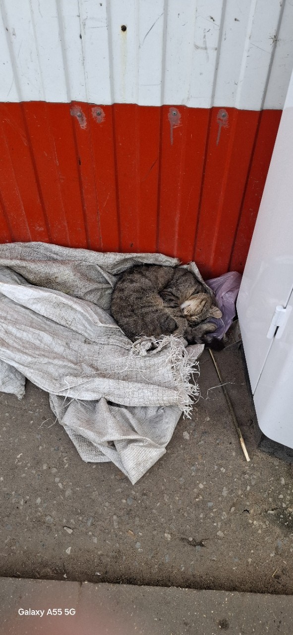 #котоохота
*покормлено