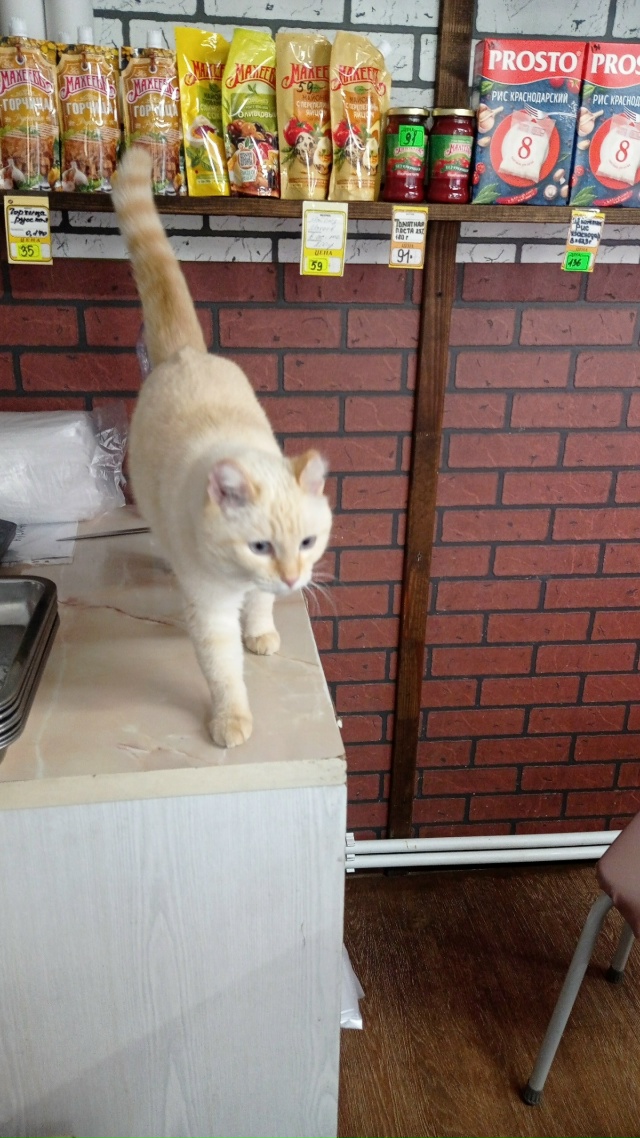 Добрый вечер. Никто не терял? Красивый котик или кошечк...