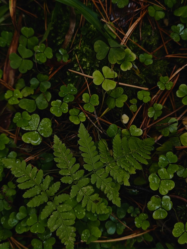 Лес на Детской 💚