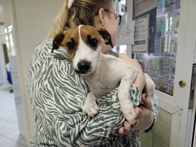 Доброе утро ,на ул Полосухина 8,вечером была найдена со...