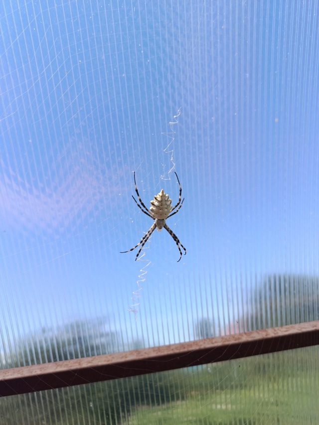 Кто нибудь знает что за вид
Нашла у себя в теплице