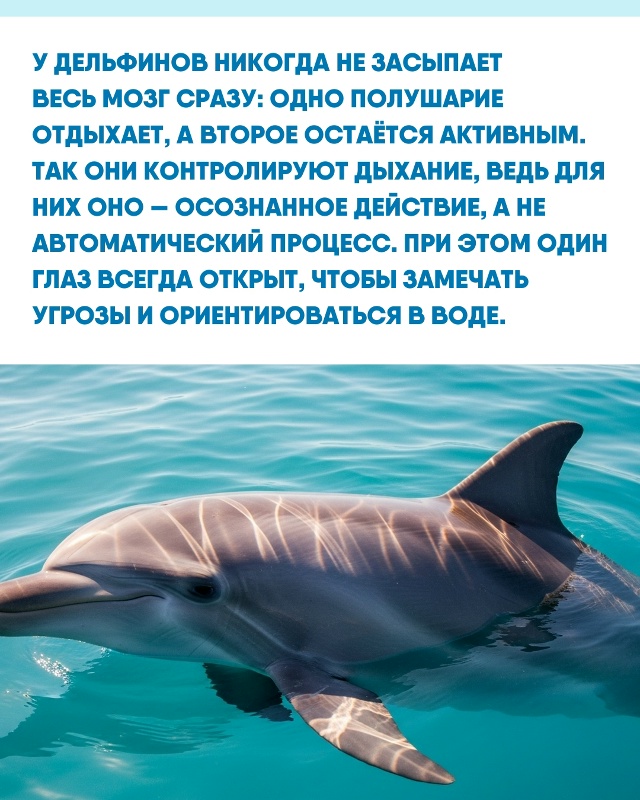 Мир под водой устроен не так, как привычная нам суша. Чт...