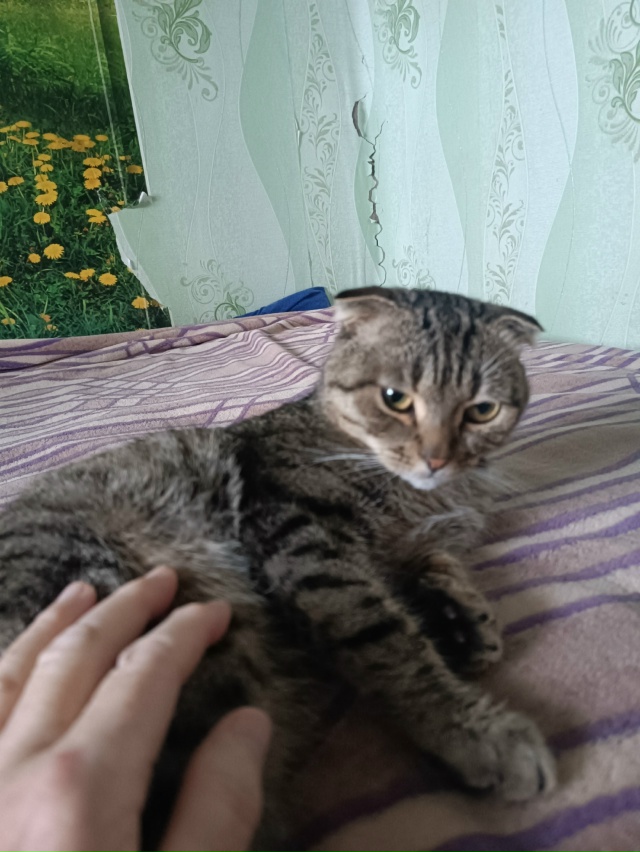 Потерялся кот вислоухий в районе ул. Кооперативной. Те?...