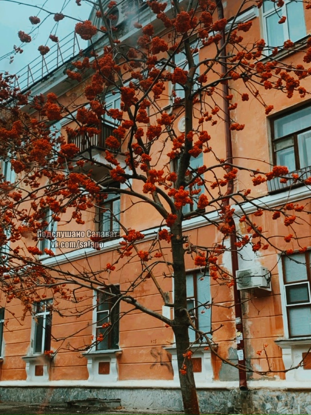 Яркие гроздья рябины — самое настоящее украшение осен...