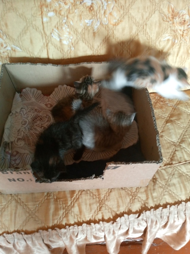 Отдам в добрые руки котят от мамы мышеловки,уже кушают ...