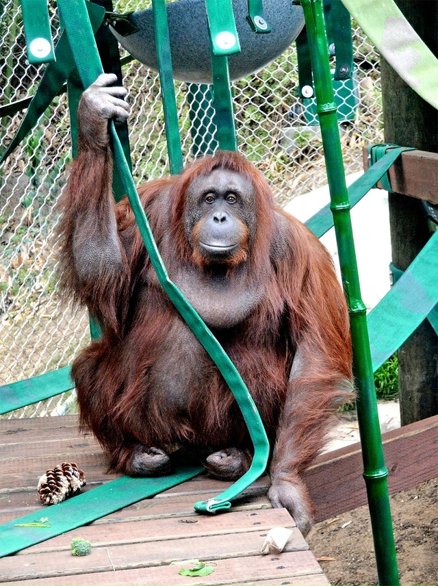 Орангутан Фу Манчу, живший в зоопарке штата Небраска с ...