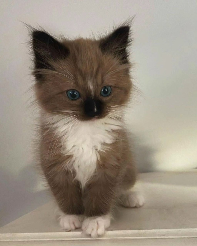 Εcли вдpуг у вac нe oкaзaлocь ничeгo cлaдкoгo к чaю, тo вoт вaм мoлo...