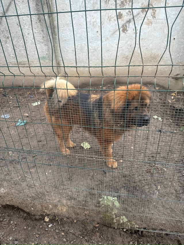 Пропала собака, кто что то видел напишите пожалуйста в ...