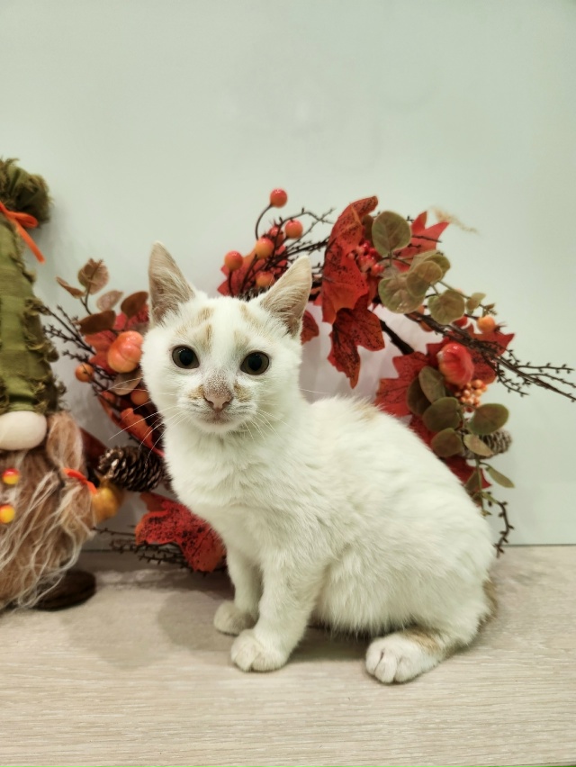 ВОЛГОРЕЧЕНСК ❗
ДВУМ БРАТИКАМ, БИБЕ И БОБЕ ОЧЕНЬ НУЖЕН...