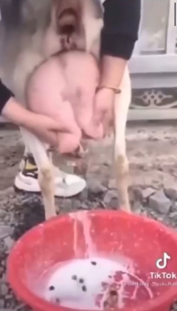 несквик с молочком
