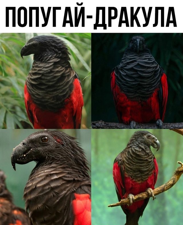 Вот это контраст