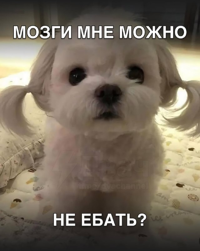 В Сети появились пикчи, которыми удобно отвечать коллегам в рабочих чатах
Они идеально подходят для