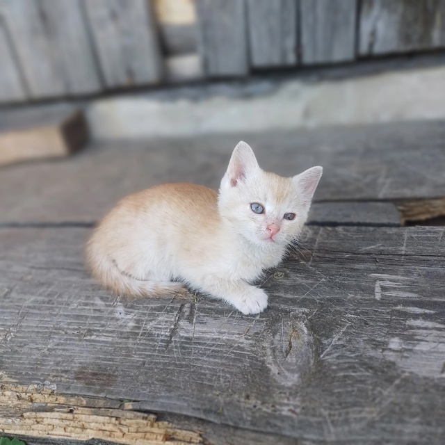 Добрый день! 5 котят ищут дом. От двух разных кошечек. Во...