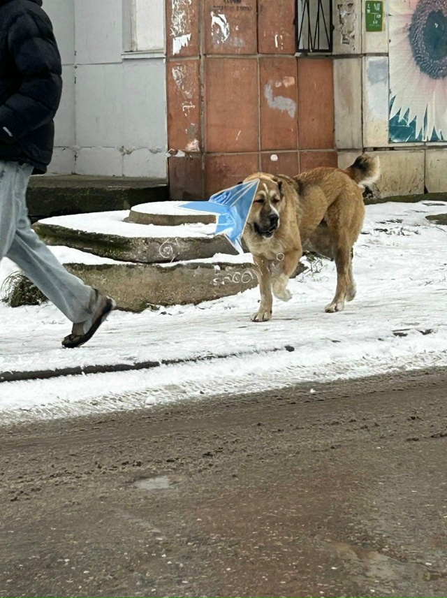 Добрый день, вчера на Гайве бегал Алабай по кличке Яра. ...