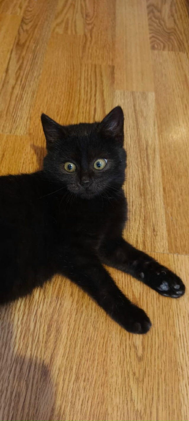 Фиону нашли на улице , котенок 2-3 месяца, очень красива?...