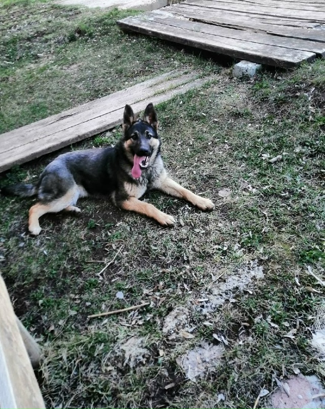 Потерялась собака
На вид старенькая,девочка.