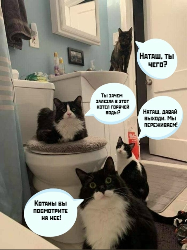 Группа поддержки по синхронному плаванию в ванной🐱
