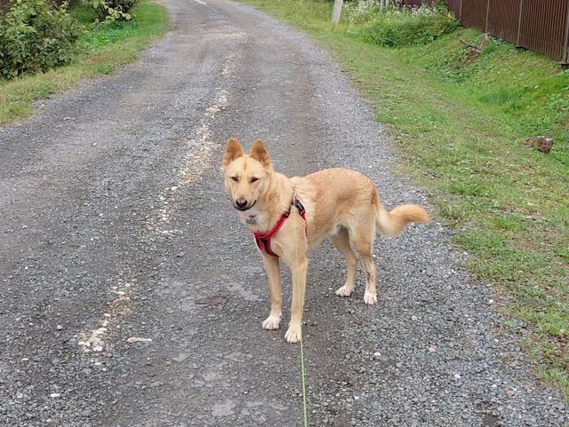 Знакомьтесь — Альф, солнечный пёс с большим сердцем в ?...