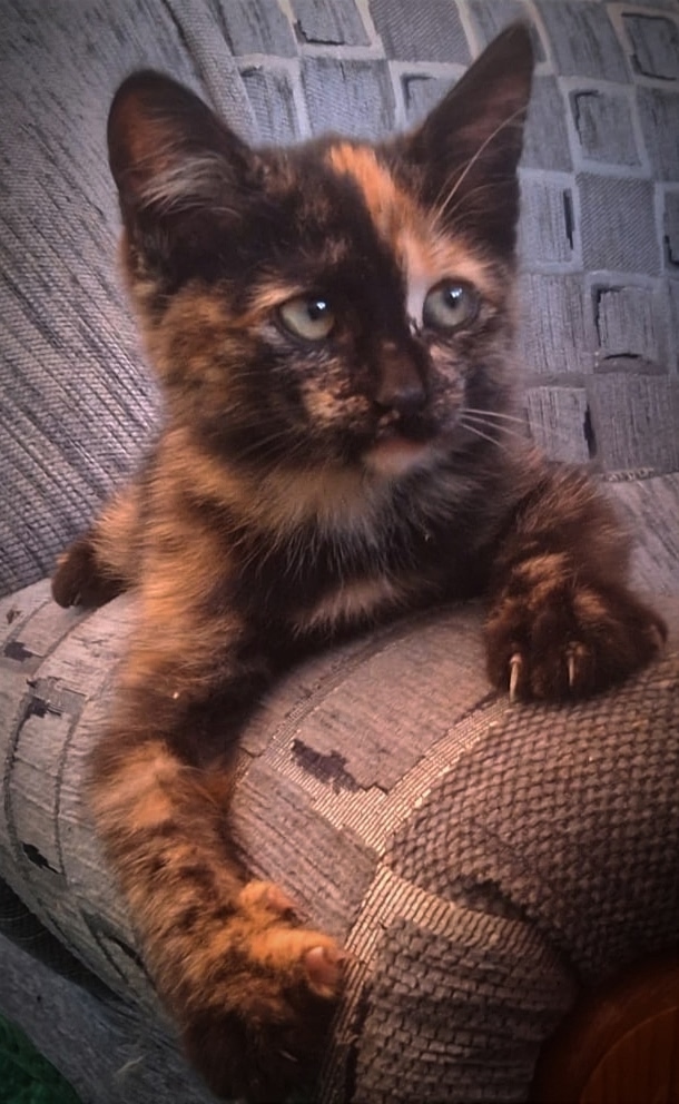 Котенок в добрые руки. Очень ласковая.
Писать в личку