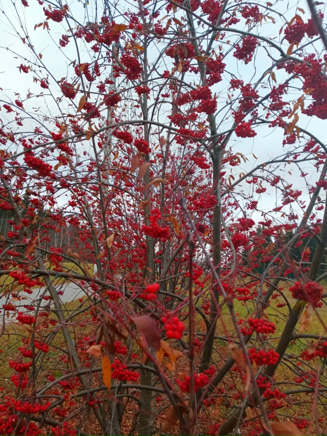 Доброе утро, Сосногорск🍂☺
