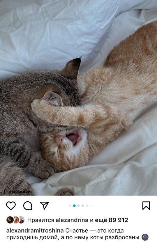 Котики - это маленькая любовь..