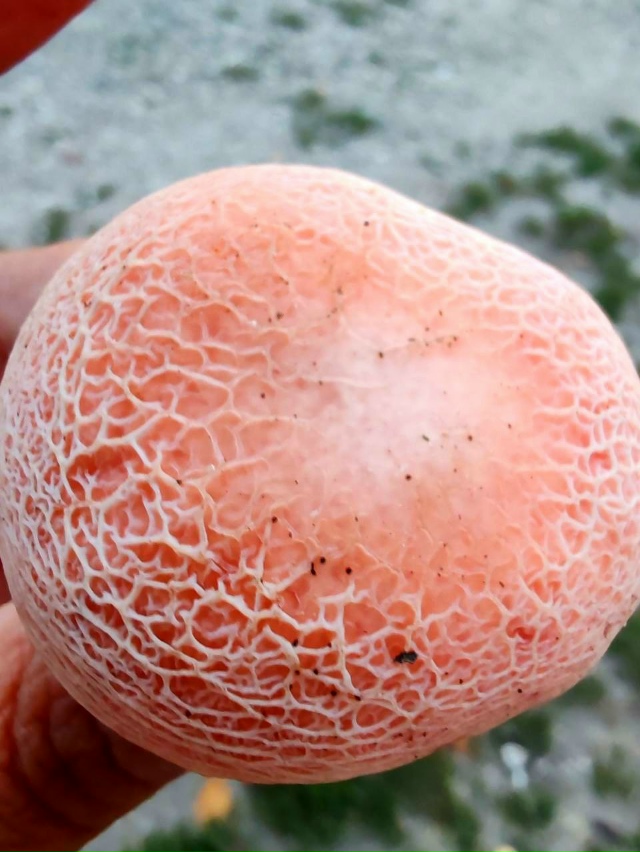 В Жигулевском заповеднике обнаружен новый вид редкого...