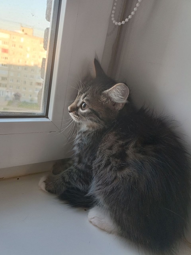 Пристраиваются котята в добрые руки
Обе девочки, буду?...
