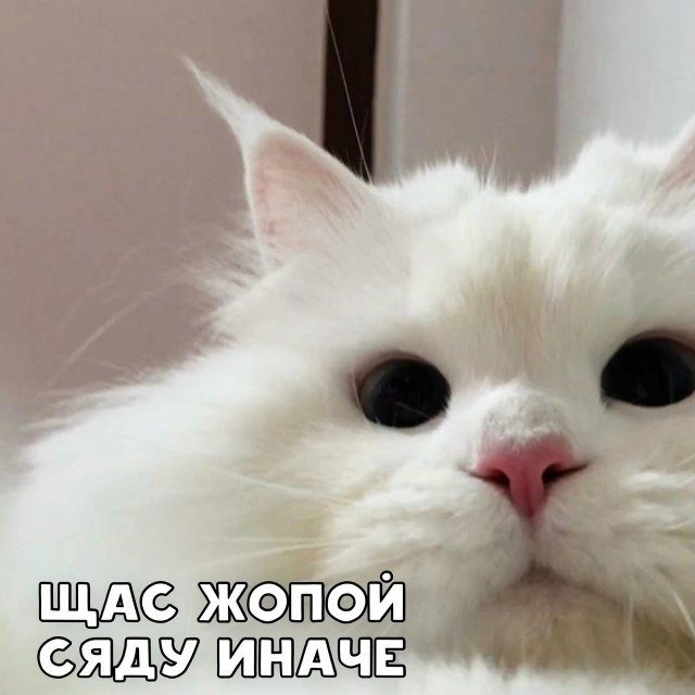 Просыпайся и покорми котика!