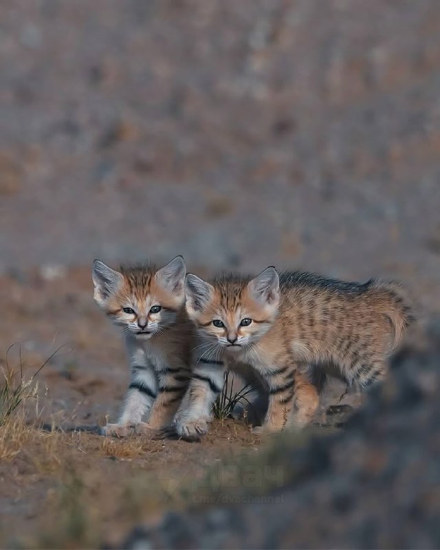 В пустыне сфотографировали диких барханных кошек: они живут в засушливом климате, похожи на лисиц-фе