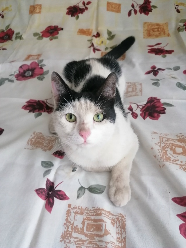 Третий день ищем своего кота. В воскресенье ушёл гулят?...