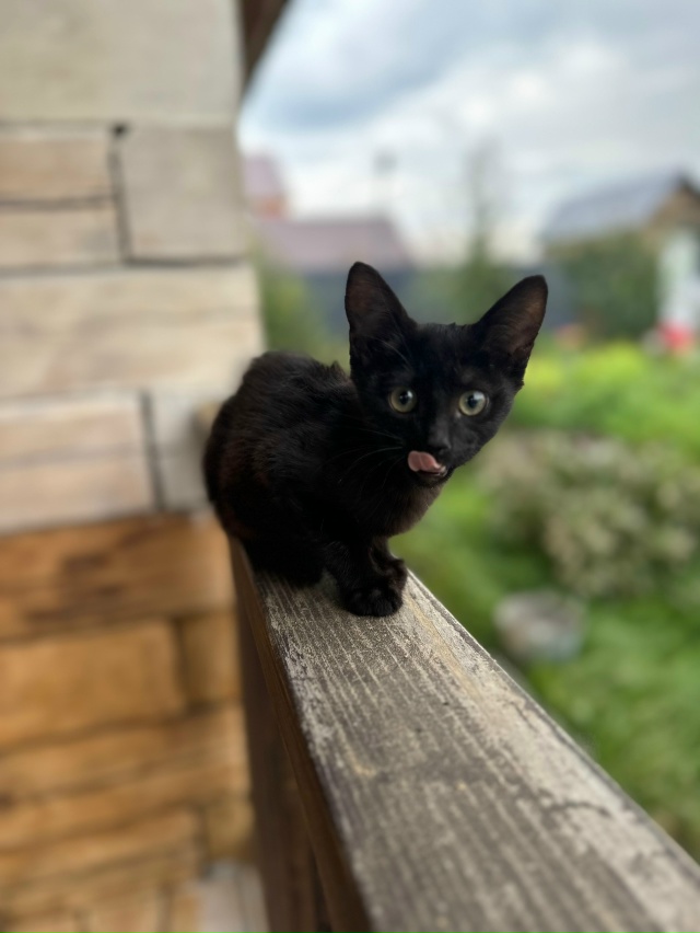 Добрый день! Отдадим в добрые руки ласкового, умного, к?...