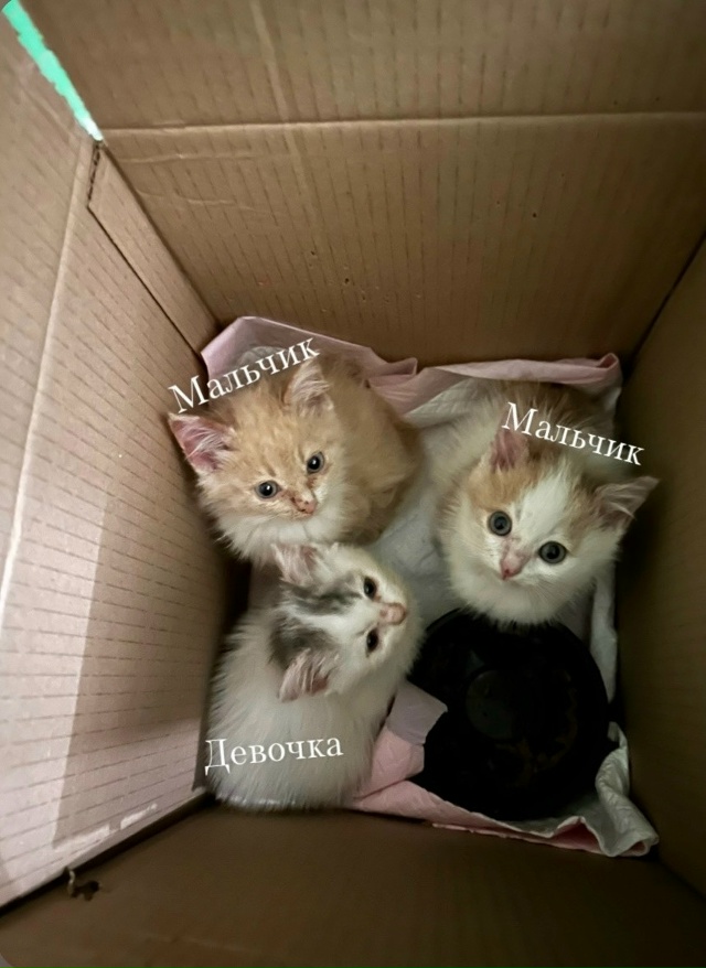 Котята ищут себе дом, на вид им примерно 2 месяца. Наход?...